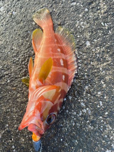 アカハタの釣果