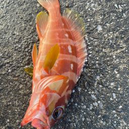 アカハタ
