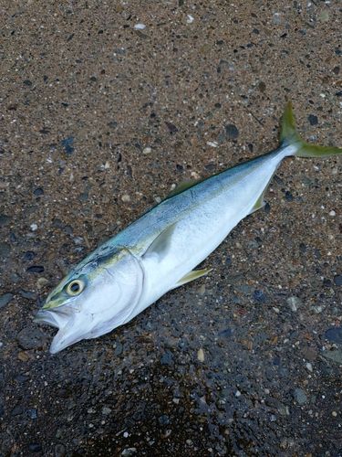 イナダの釣果