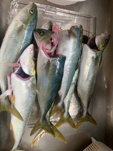 イナダの釣果