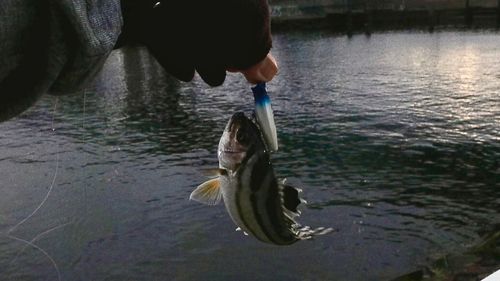 コトヒキの釣果