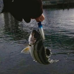 コトヒキ