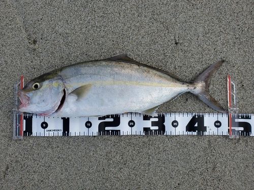 ショゴの釣果