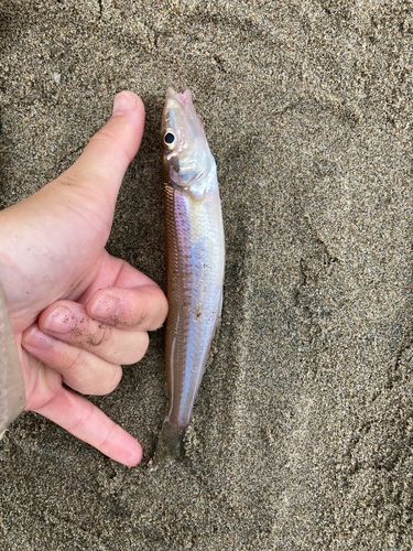 キスの釣果