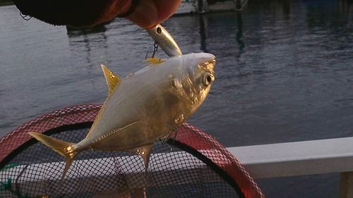メッキの釣果
