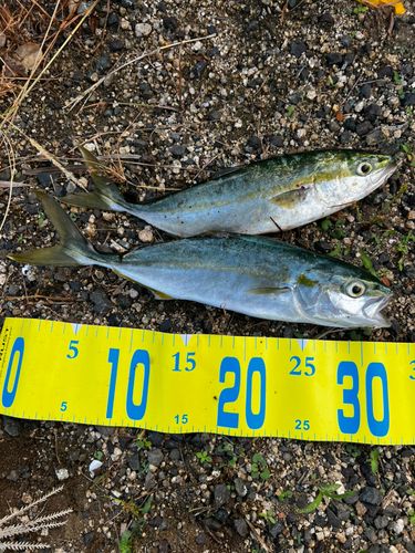 ツバスの釣果