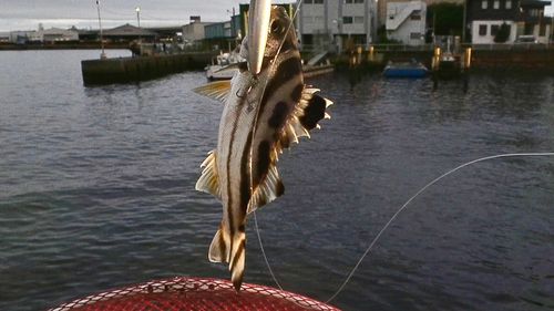 コトヒキの釣果