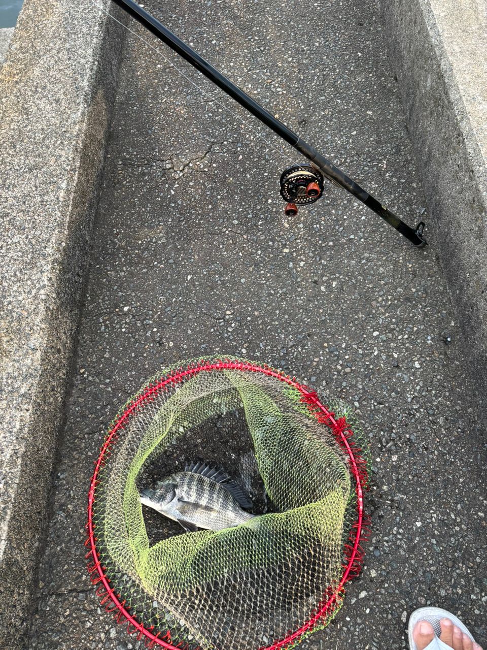 チンチン