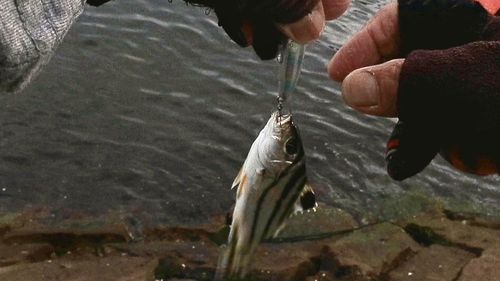 コトヒキの釣果