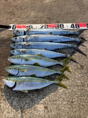サゴシの釣果