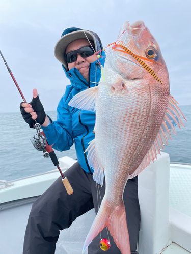 マダイの釣果