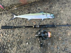サゴシの釣果