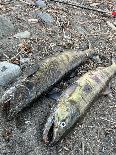 アキアジの釣果