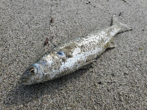 ボラの釣果