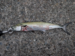 サゴシの釣果