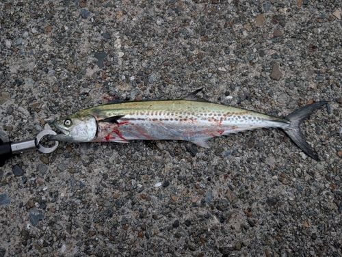 サゴシの釣果