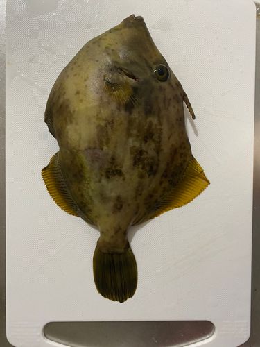 草津港