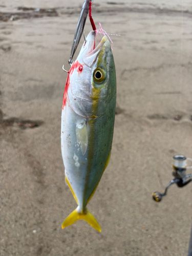 ワカシの釣果