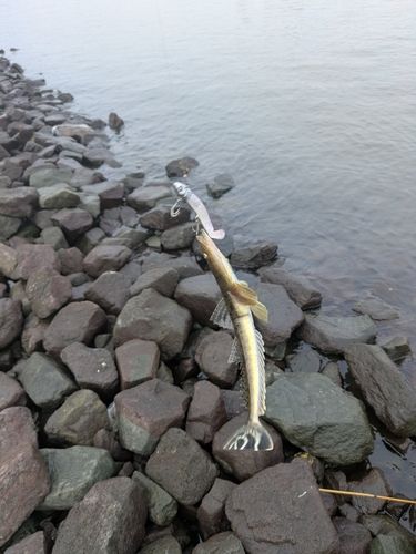 マゴチの釣果