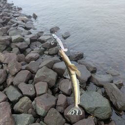 マゴチ