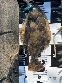 ソゲの釣果