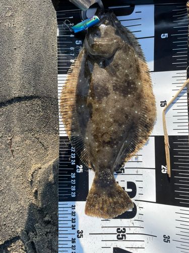 ソゲの釣果