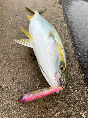 ツバスの釣果