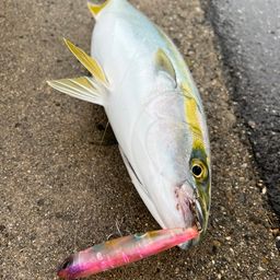 ツバス