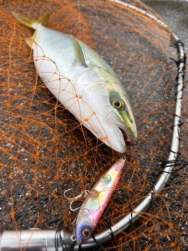 ツバスの釣果