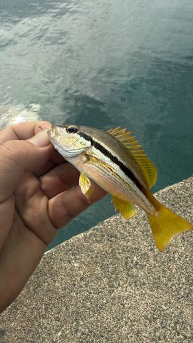 ヨコスジフエダイの釣果