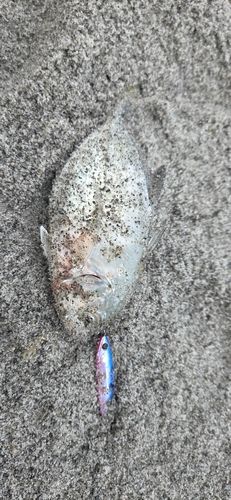 メッキの釣果