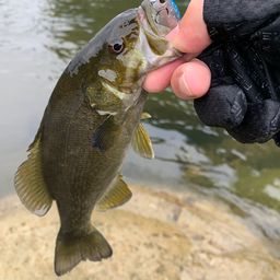 スモールマウスバス