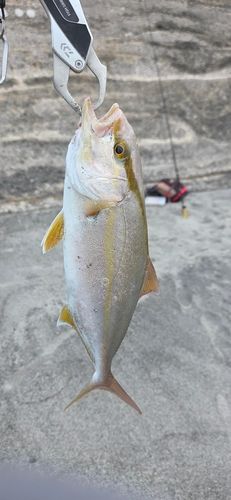 ショゴの釣果