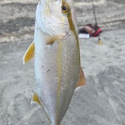 ショゴ