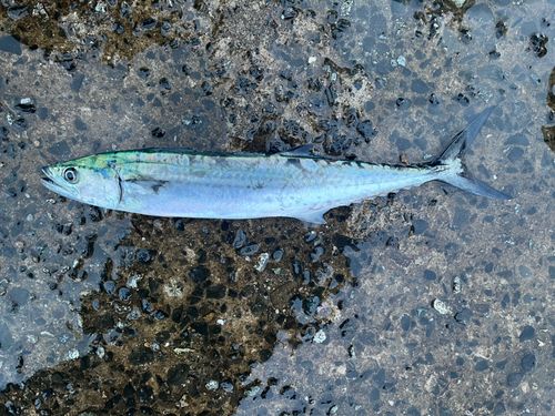 サゴシの釣果