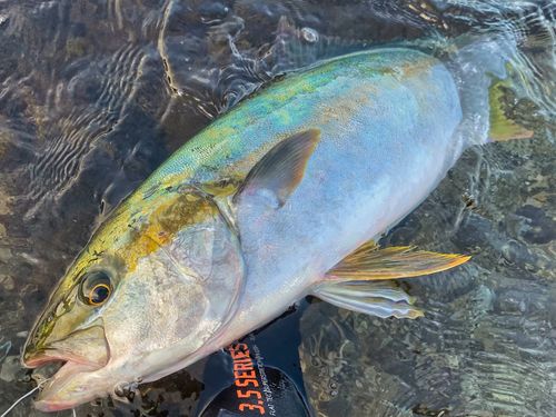ヒラマサの釣果