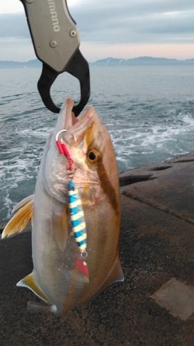 ショゴの釣果