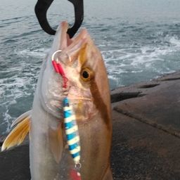 ショゴ