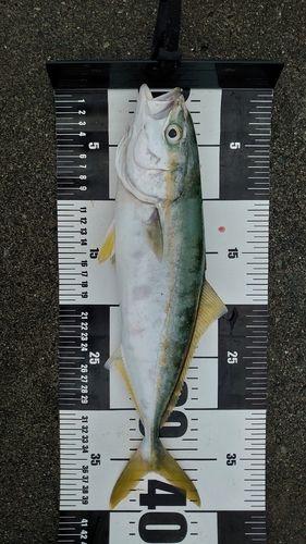 ワカシの釣果