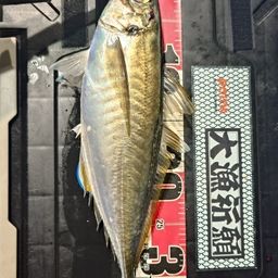アジ