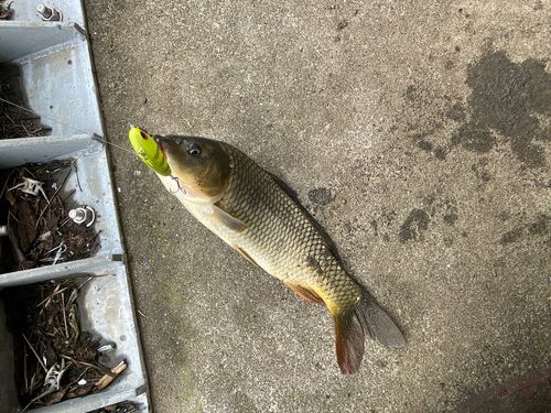 コイの釣果
