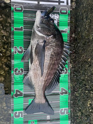 チヌの釣果