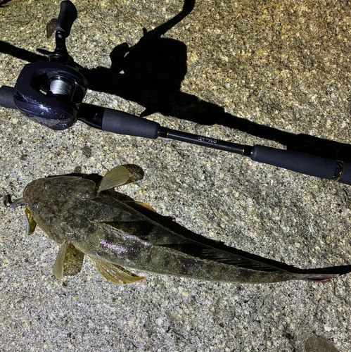 マゴチの釣果