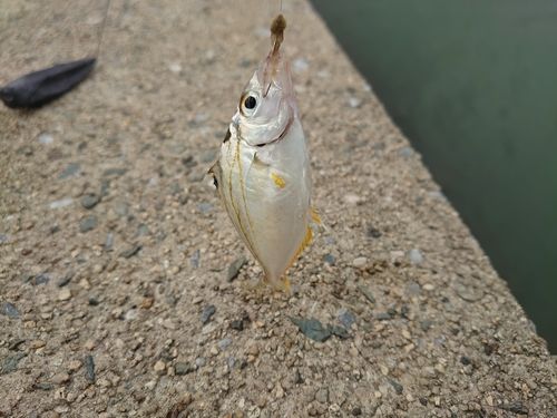 ヒイラギの釣果