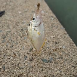 ヒイラギ