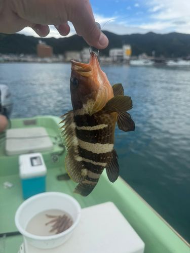 アオハタの釣果