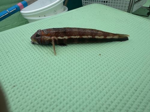 アカトラギスの釣果