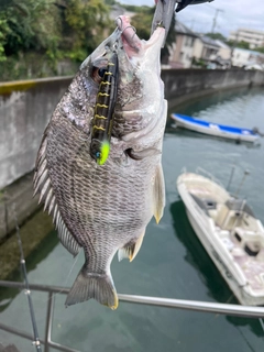 キビレの釣果