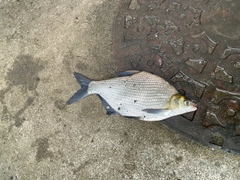 ダントウボウの釣果