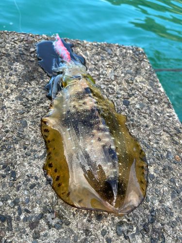 アオリイカの釣果
